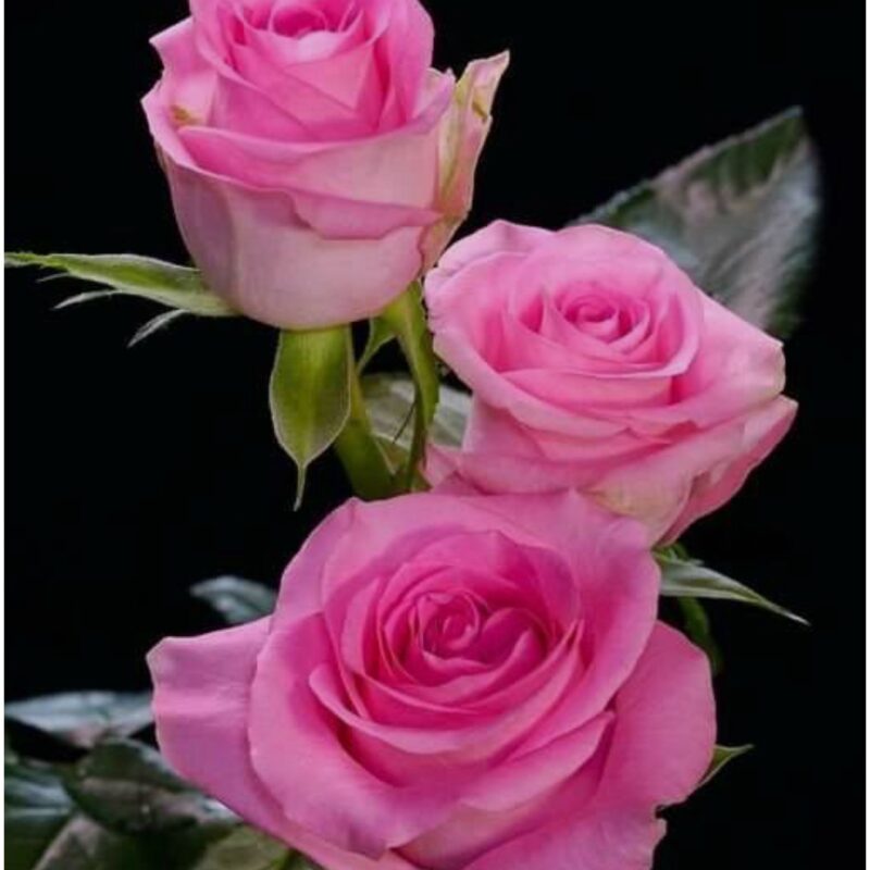 Aroma rosa para vela o can